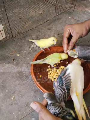 Budgie birds for sale