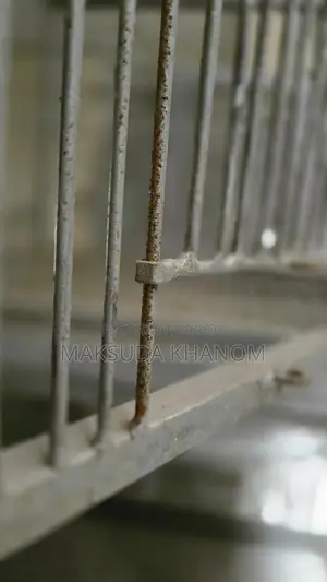 পাখির খাঁচা