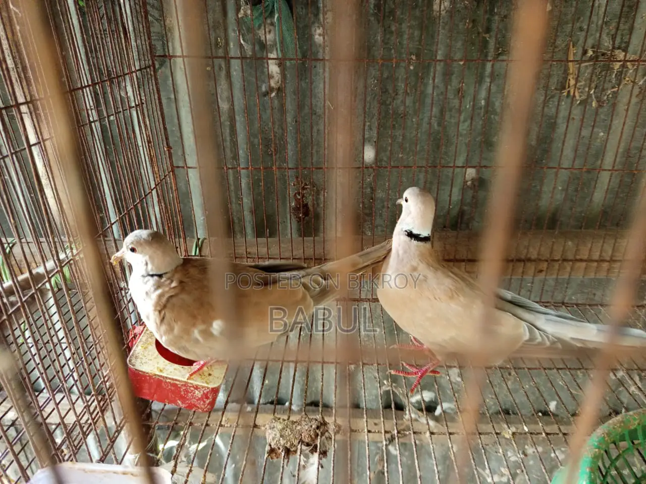 Running Doves for Sale