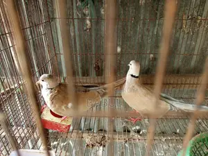 Running Doves for Sale