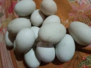 Duck Hatching Eggs