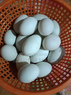 Duck Hatching Eggs