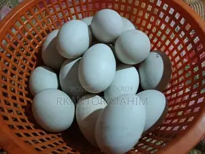 Duck Hatching Eggs