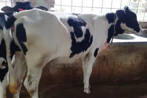 Buy quality heifer calves at a low price (1208)