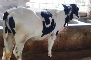 Buy quality heifer calves at a low price (1208)