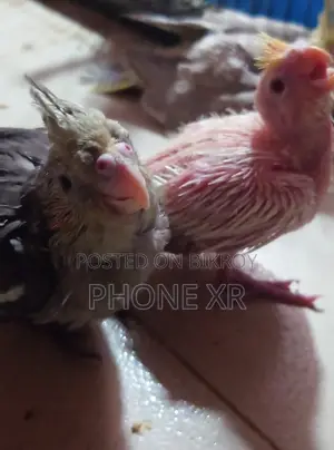 Cokatail Baby