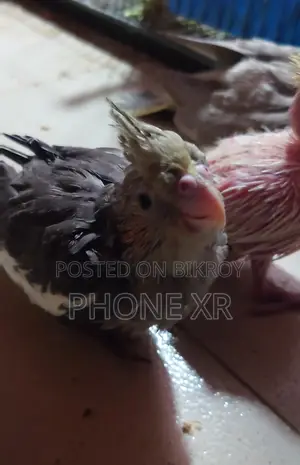 Cokatail Baby
