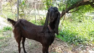 Tota Cross Goat