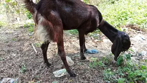 Tota Cross Goat