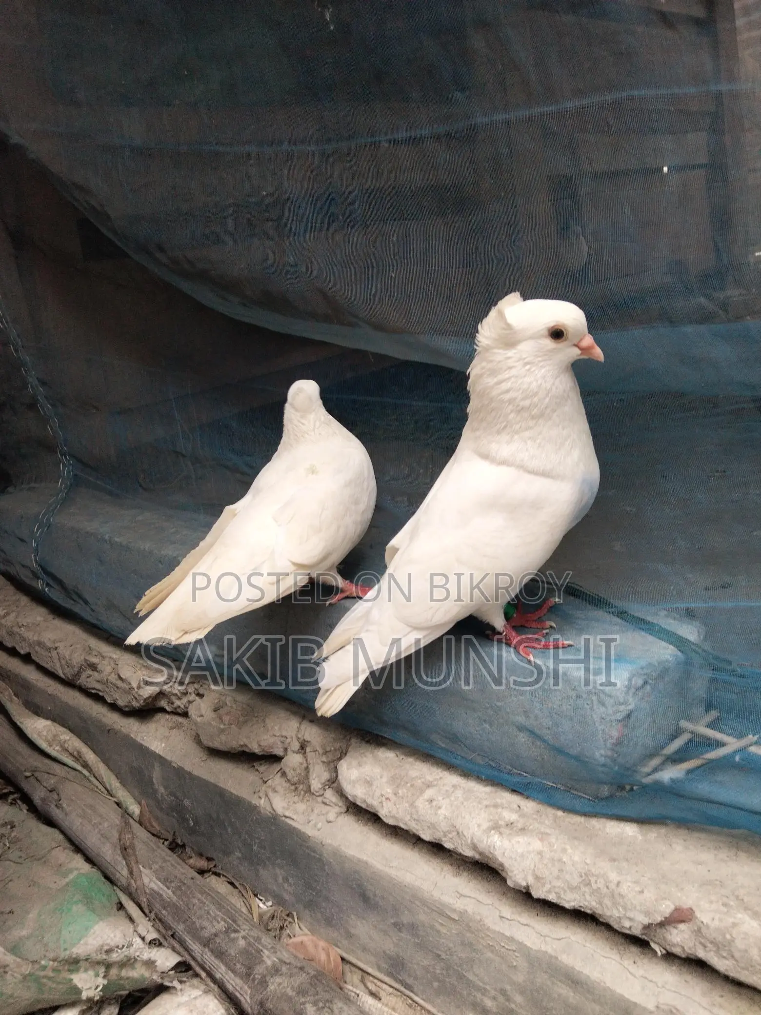 Pigeons for Sale