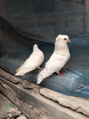 Pigeons for Sale