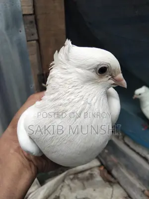 Pigeons for Sale