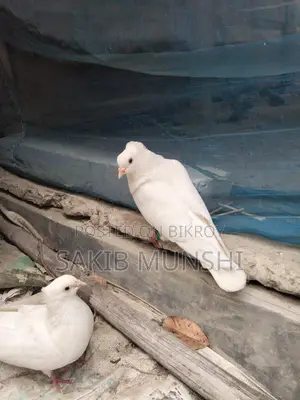 Pigeons for Sale