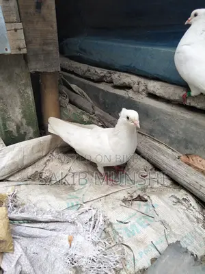 Pigeons for Sale