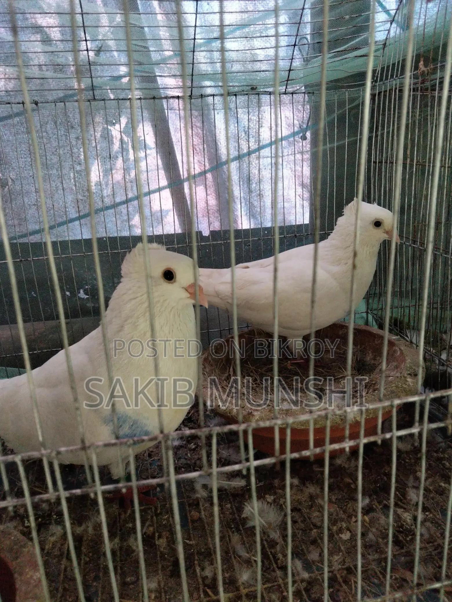 Pigeons for Sale