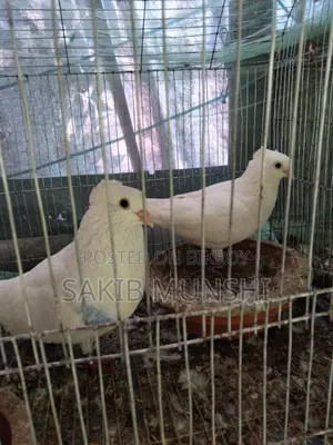 Pigeons for Sale