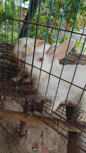 A pair of rabbits