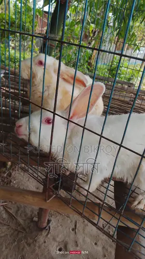 A pair of rabbits