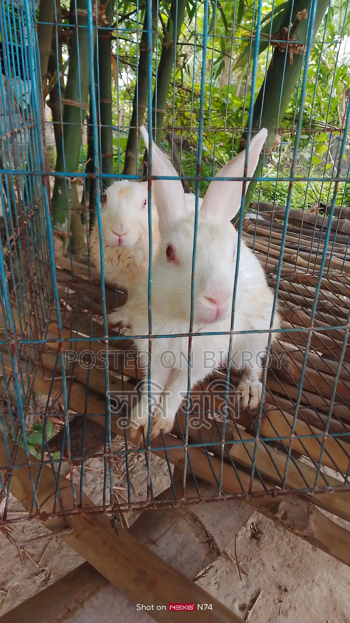 A pair of rabbits