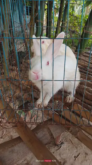 A pair of rabbits