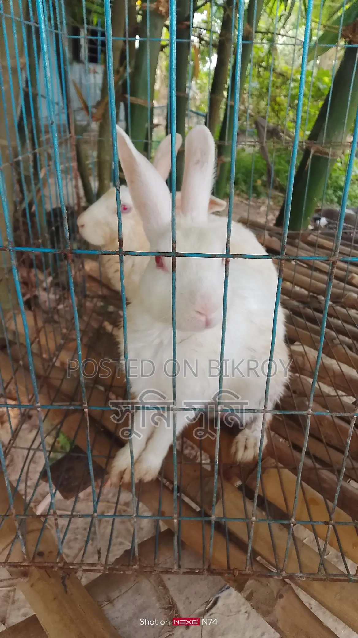 A pair of rabbits