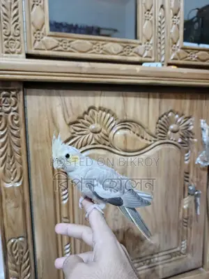 Cockatiel Birds