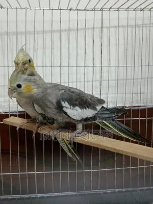 Cockatiel Birds