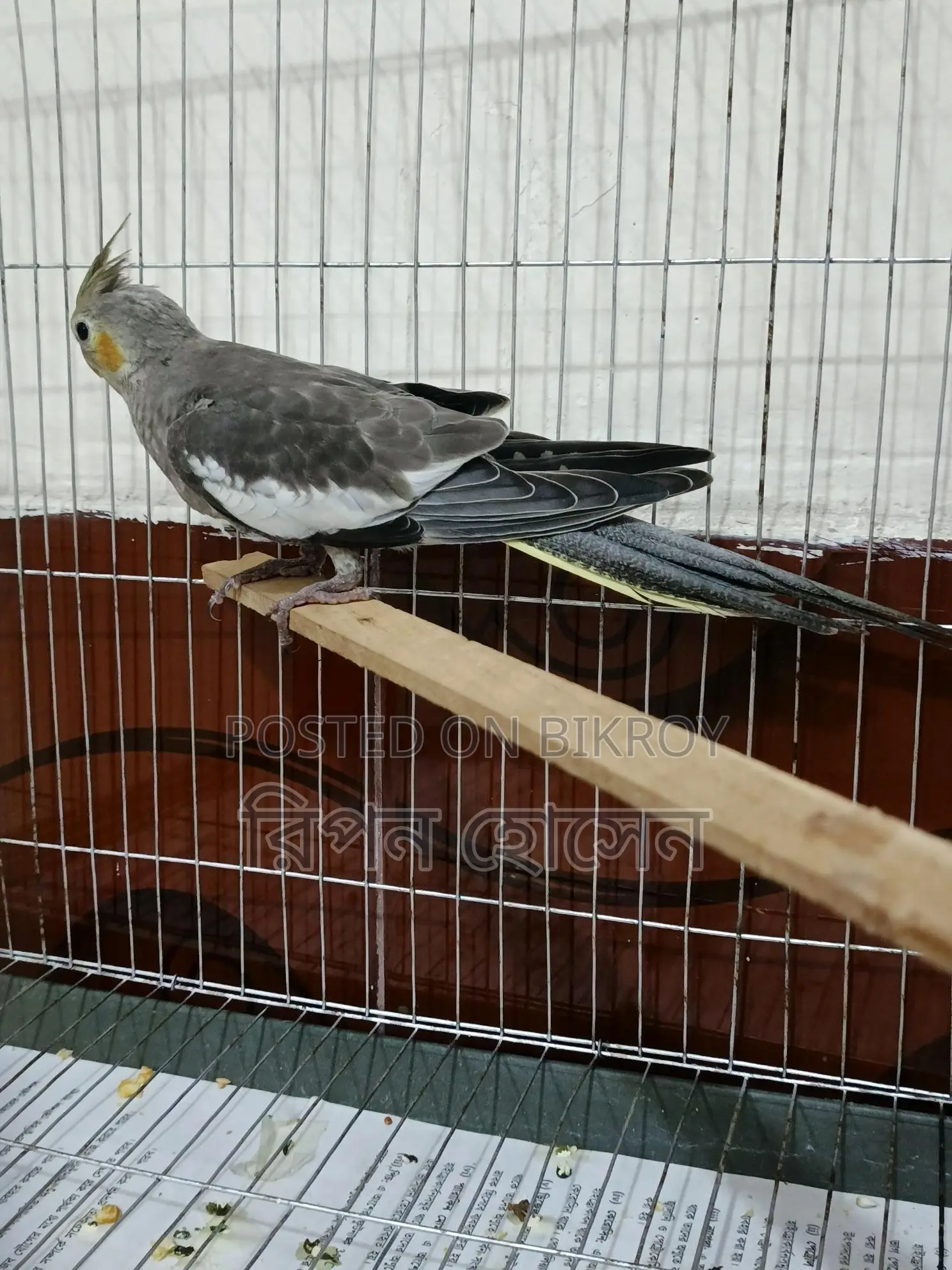 Cockatiel Birds