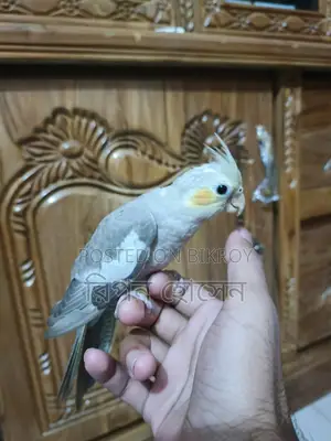Cockatiel Birds