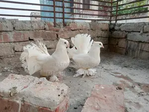 Lakkha, Siraji