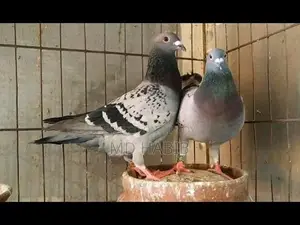 Racer Pigeon