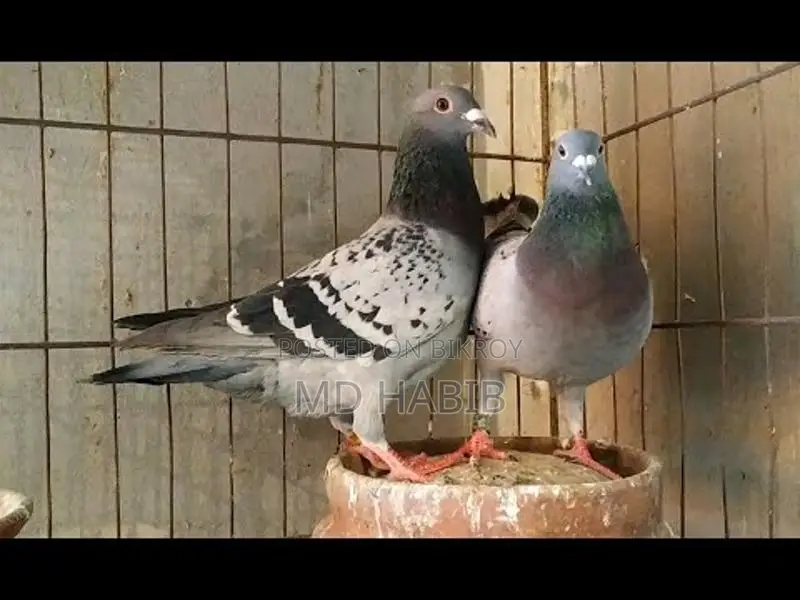 Racer Pigeon