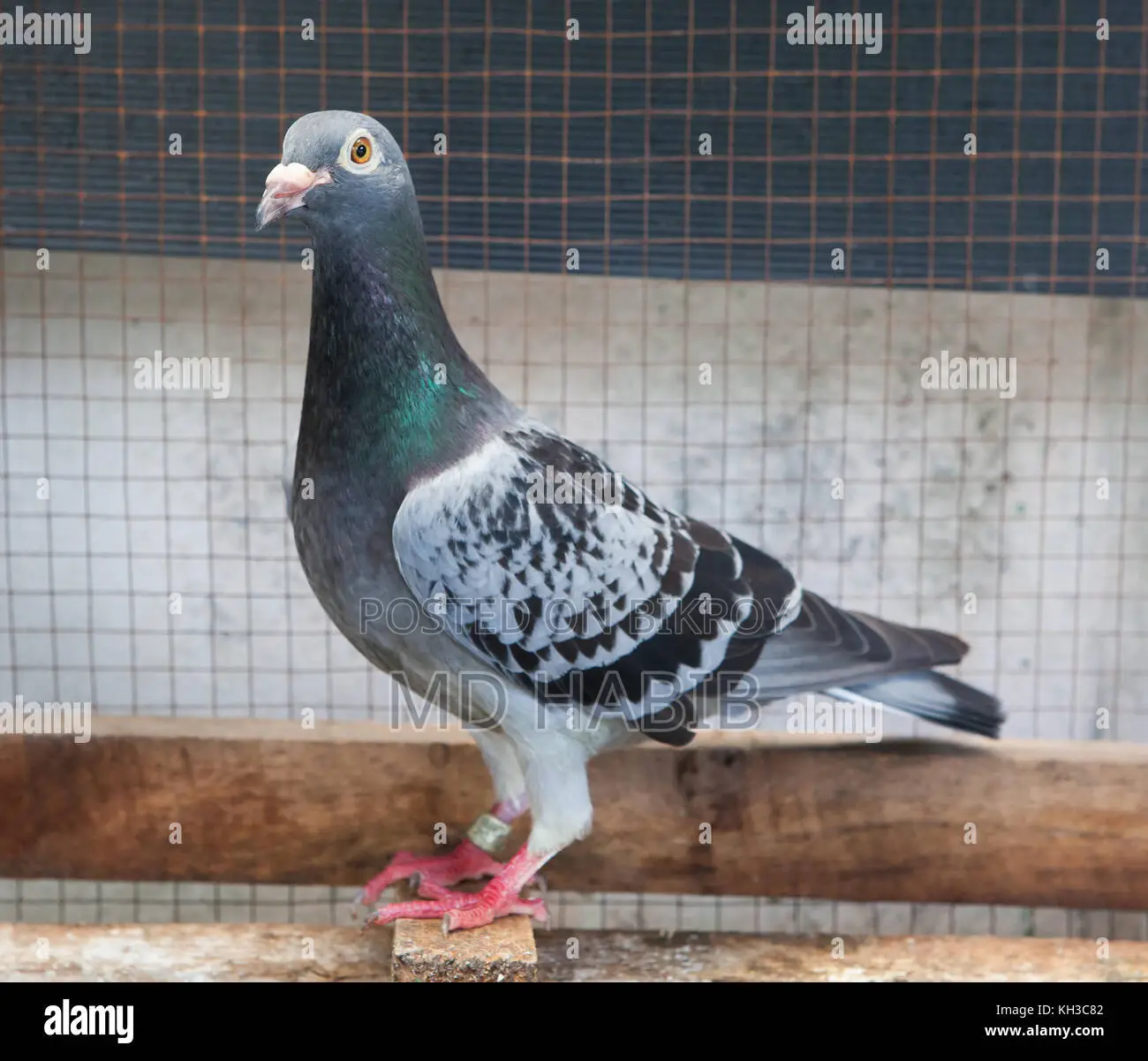 Racer Pigeon