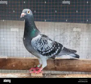 Racer Pigeon