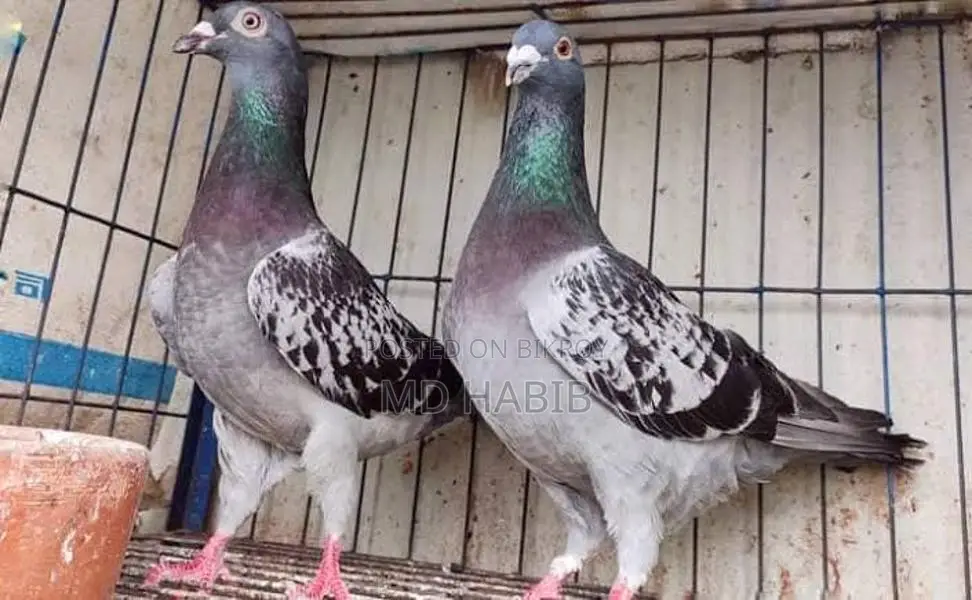 Racer Pigeon