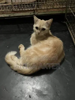 Adult Mix breed