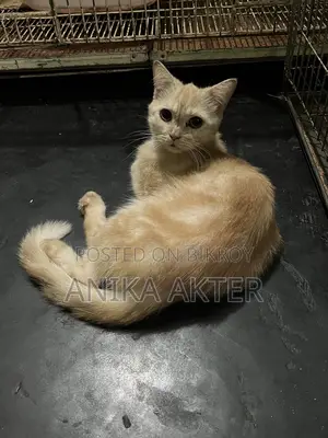 Adult Mix breed