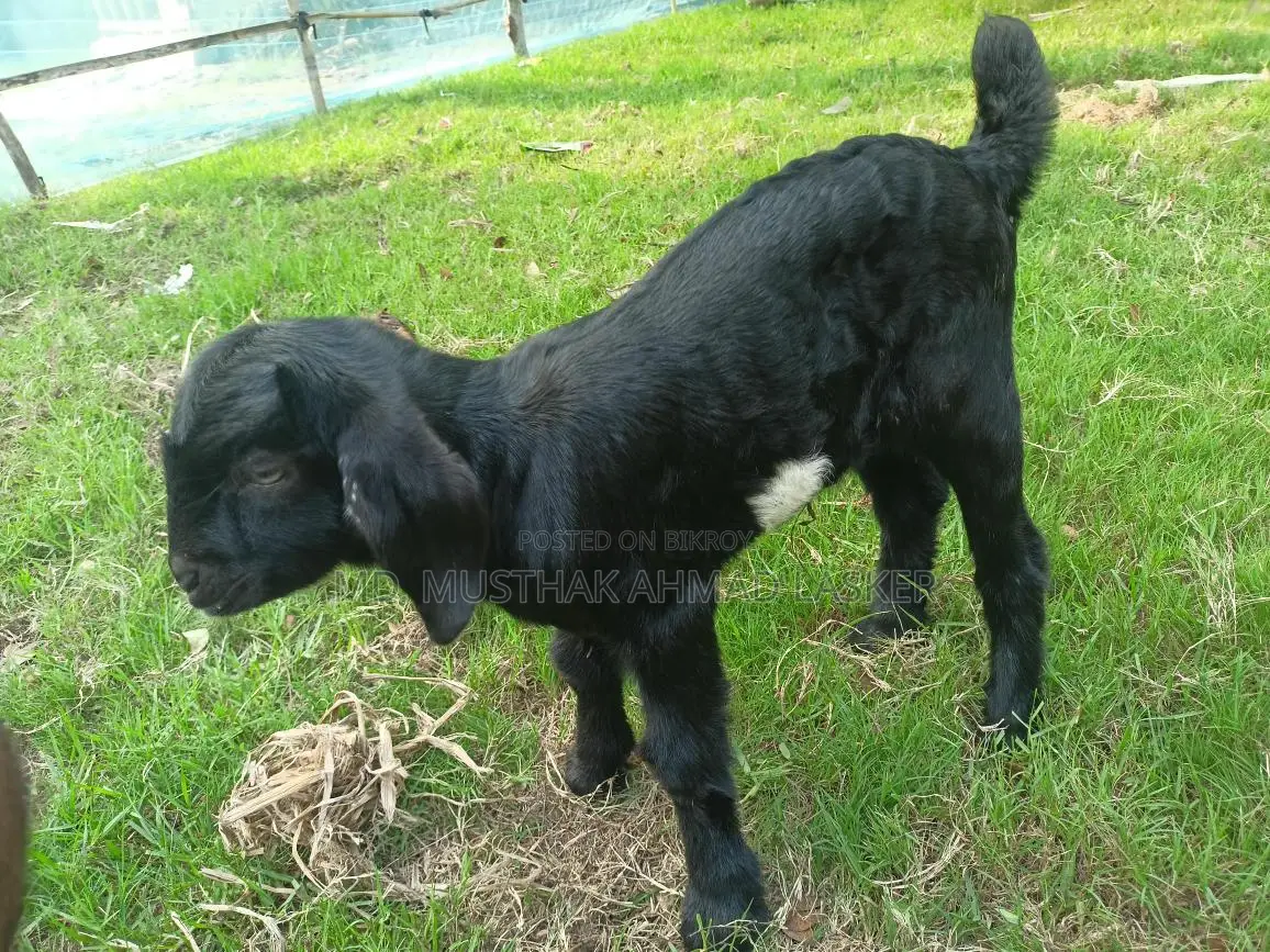 Beetal Cross Black Goat Kid