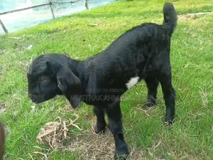 Beetal Cross Black Goat Kid