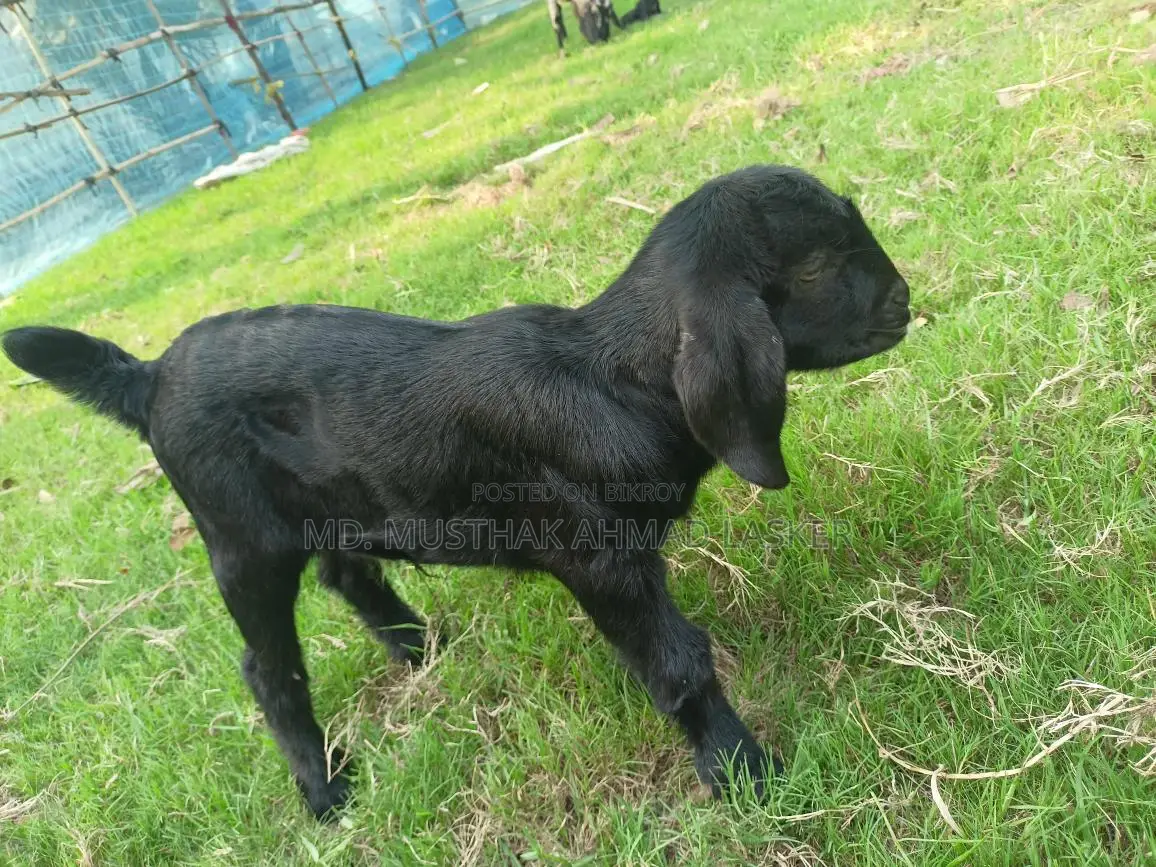 Beetal Cross Black Goat Kid