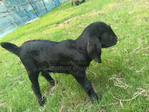Beetal Cross Black Goat Kid