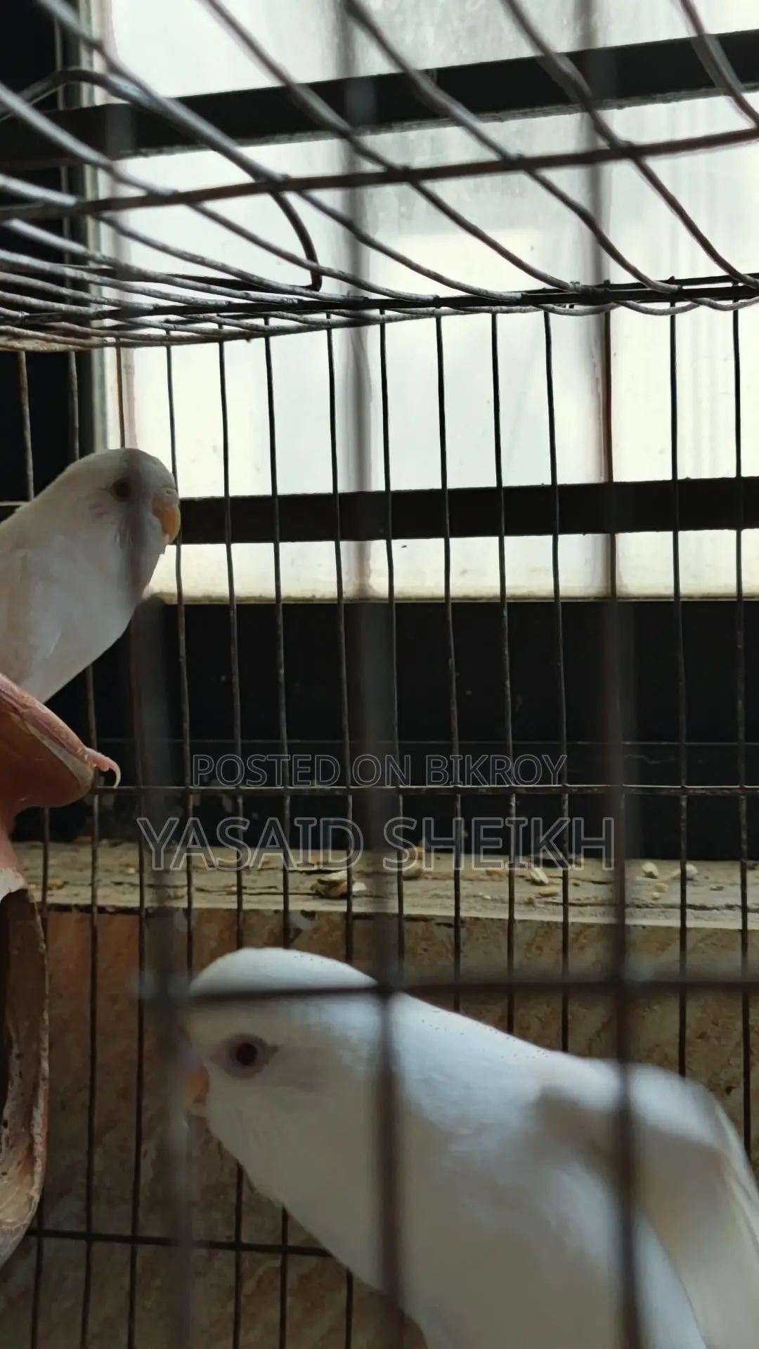 বাজিগর পাখি