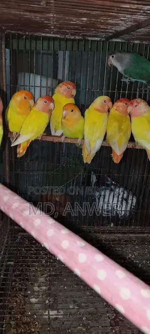 Eight Pairs of Lovebirds for Sale