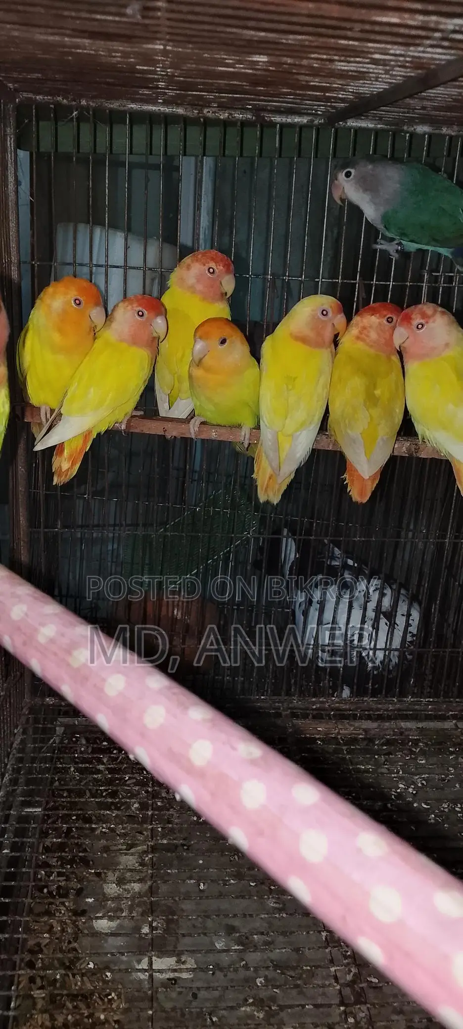 Eight Pairs of Lovebirds for Sale