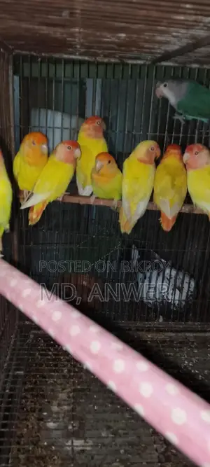 Eight Pairs of Lovebirds for Sale