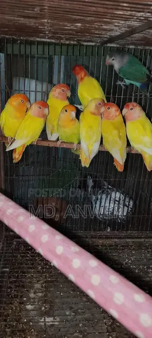 Eight Pairs of Lovebirds for Sale