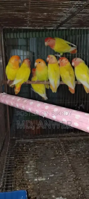 Eight Pairs of Lovebirds for Sale