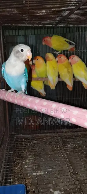 Eight Pairs of Lovebirds for Sale