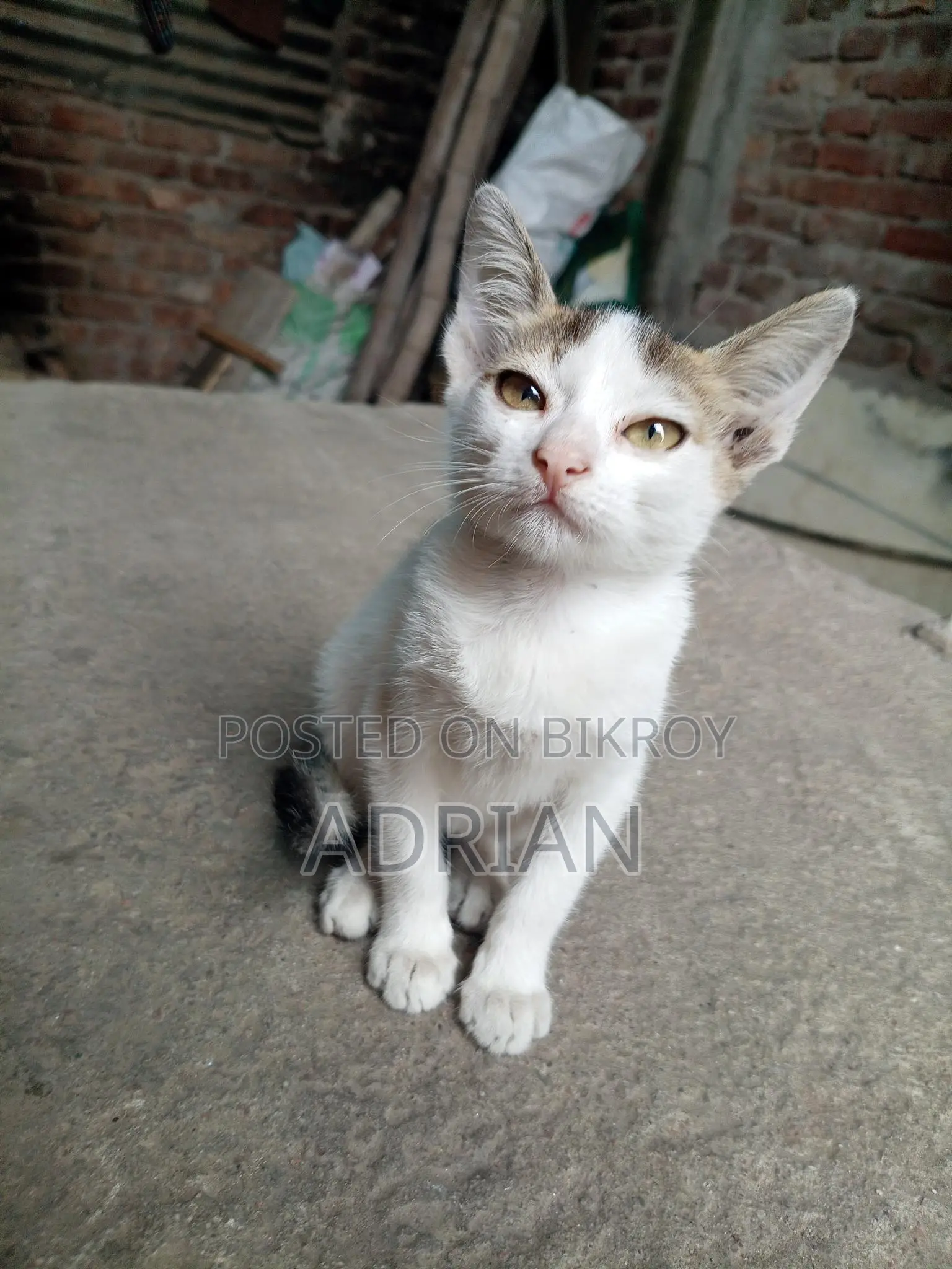 Cat for Adoption