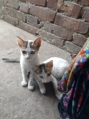 Cat for Adoption